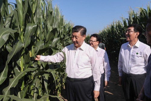 7月22日至24日，中共中央總書記、國家主席、中央軍委主席習近平在吉林省考察。這是7月22日下午，在四平市梨樹縣國家百萬畝綠色食品原料（玉米）標準化生產(chǎn)基地核心示范區(qū)地塊，習近平走進玉米地，察看玉米長勢。新華社記者　王曄　攝